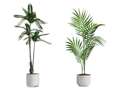 现代花盆盆景盆栽植物
