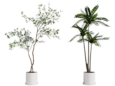现代花盆盆景盆栽植物