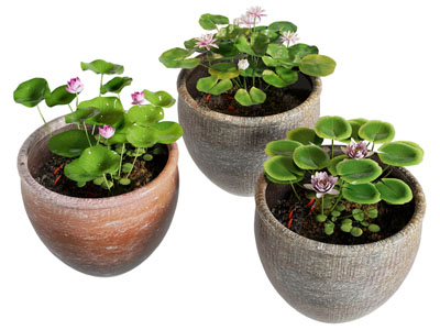 新中式荷花池 景观园艺小品