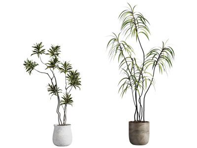 现代花盆盆景盆栽植物