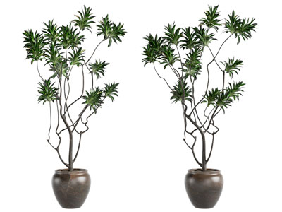 中古风绿植盆景盆栽