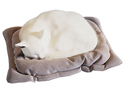现代宠物猫 爬行动物