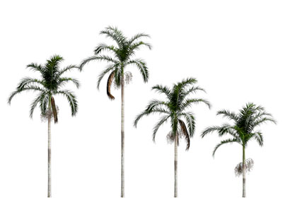 景观树