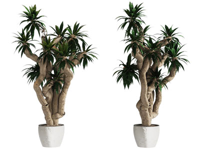 现代盆栽 植物 盆景 花盆