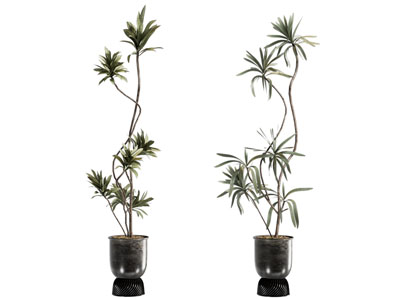 现代花盆盆景盆栽植物