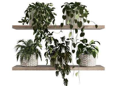植物盆景盆栽