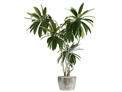 现代花盆盆景盆栽植物