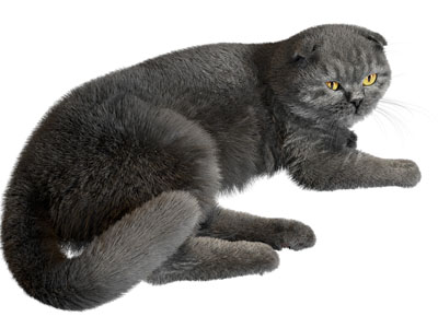 现代蓝猫 宠物 爬行动物