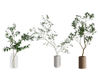 现代植物盆景盆栽