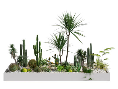 植物堆 仙人掌