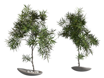 现代盆栽 盆景 绿植 植物 桌面绿植