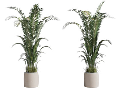 植物盆栽 苏铁