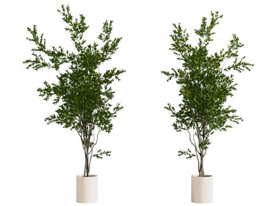 树 植物 盆栽