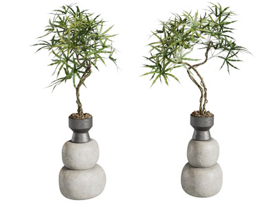 现代盆栽盆景植物