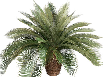 苏铁 盆景盆栽植物