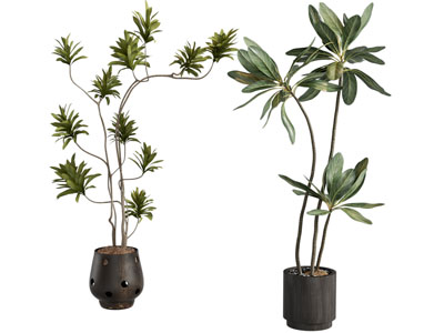 现代花盆盆景盆栽植物
