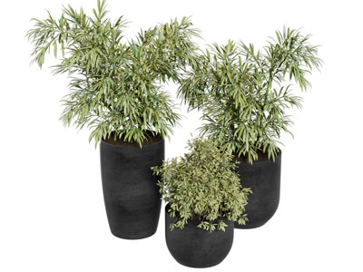 现代绿植盆景盆栽