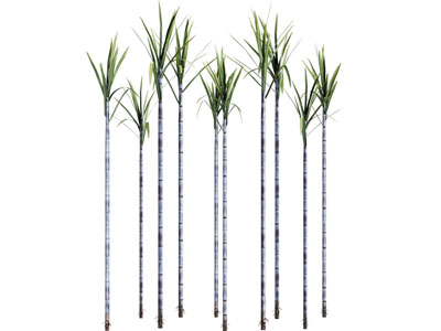 现代甘蔗 植物 农作物