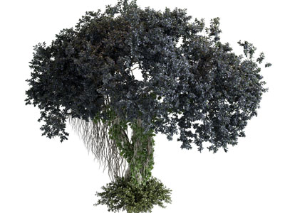 丛林树 常春藤植物