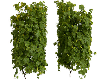 藤蔓植物 爬墙虎 爬山虎 藤蔓 爬藤 葡萄藤 常青藤