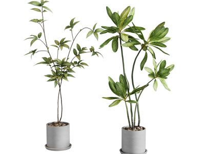 现代花盆盆景盆栽 绿植植物