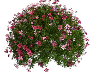 现代花卉花草植物