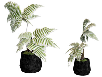 现代蕨类植物盆景盆栽