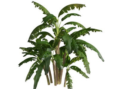 现代芭蕉树