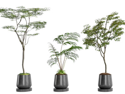 盆景盆栽植物