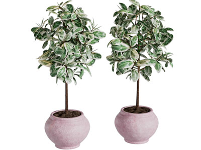 现代绿植盆栽