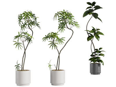 绿植盆栽