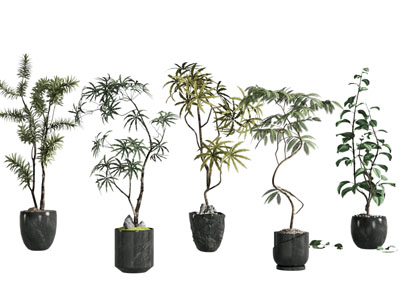室内植物 绿植盆栽