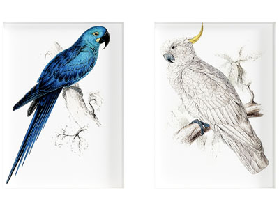 现代鹦鹉装饰画