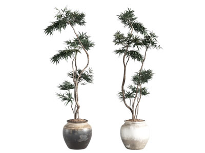 绿植盆栽