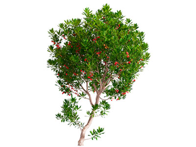 现代荔莓树