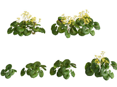 现代植物
