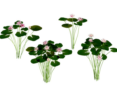现代荷花莲花