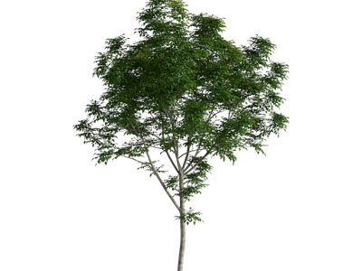 白蜡树 小树木 乔木 植物类