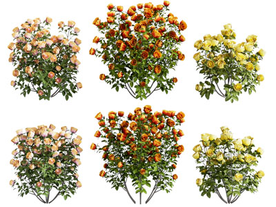 植物花草花卉 鲜花绿植
