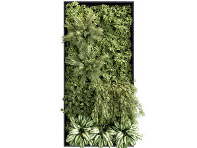 植物墙
