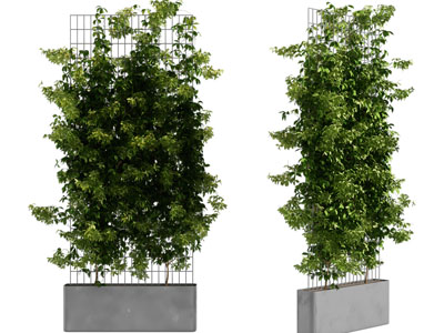 现代藤蔓植物