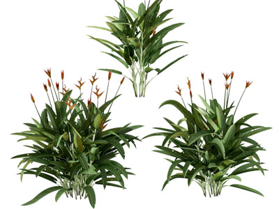 天堂鸟植物