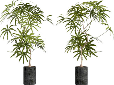 盆栽
