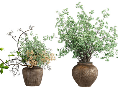 中古盆景盆栽植物