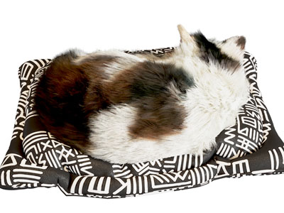 爬行类动物 宠物猫 猫咪 小猫