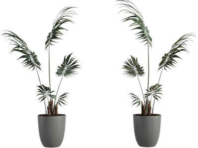 现代盆景盆栽植物