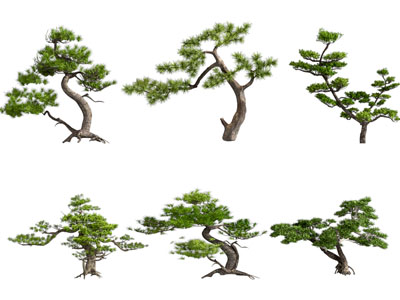 中式黑松 造型松 松树 罗汉松 油松 迎客松 造型树 庭