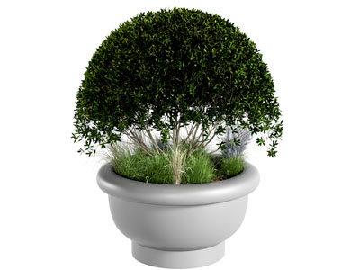 盆栽植物 花盆