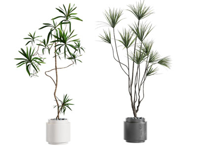 绿植盆栽