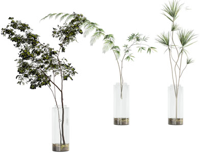 水生植物 水生植物